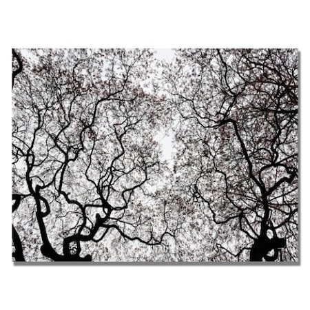 Kurt Shaffer 'Japanese Maple Spring Abstract' Canvas Art,18x24